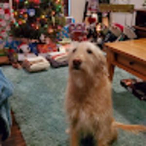 Meet your Posher, Sheila